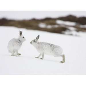 Mountain Hare, Two Adults Greeting Each Other, Scotland Photographic 