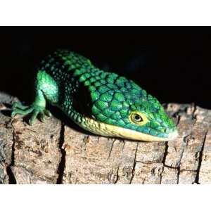  Arboreal Alligator Lizard, Native to Southern Mexico 