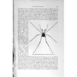   NATURAL HISTORY 1896 AMERICAN HARVEST SPIDER CHILIAN