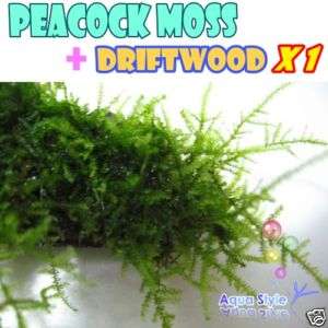 peacock moss +Driftwood  Live aquarium plant fish tank  