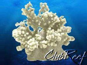 Branch Coral Replica Reef Aquarium Nautical Decor Mini  