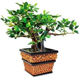 Nu Dell T7318 Artificial Bonsai in Black Square Sea Grass Planter, 12 