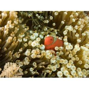  Spinecheek Anemonefish Nestled in its Anemone, Bali 