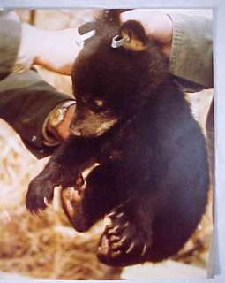 GARY L ALT LIMITED EDIT PENNSYLVANIA BLACK BEAR PHOTO  