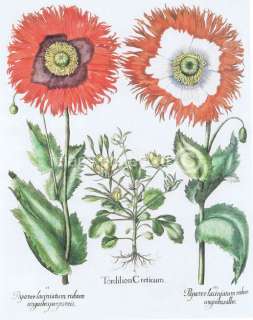 Hartwort And Double Opium Poppy Besler Botanical Poster  