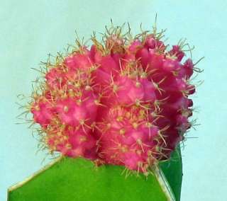 Hirts Pretty in Pink Grafted Cactus   Easy to Grow  