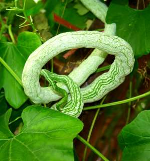 Serpent melon + Snake Gourd~~~~~15 nice seeds  