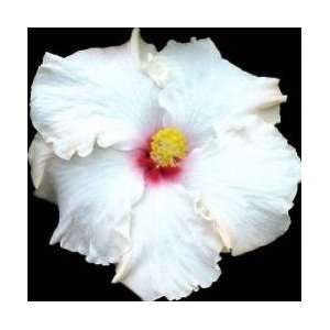  Cajun Color Hibiscus Whipped Cream Patio, Lawn & Garden