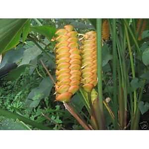  Calathea crotalifera   Yellow Rattleshaker 50 seeds 