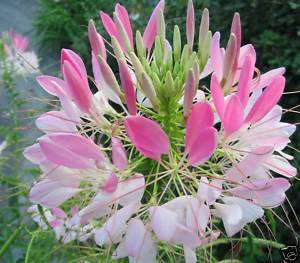 CLEOME *Pink Queen* SPIDER FLOWER 200mg. SEEDS  