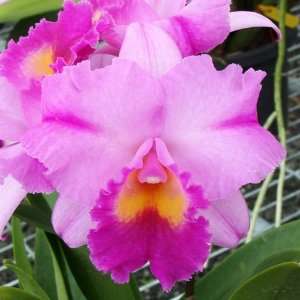 SC108 Orchid Plant Laeliocatonia Happy Grocery & Gourmet Food