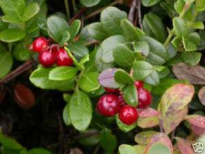 American Cranberry, Vaccinium macrocarpon, Seeds  
