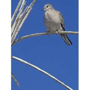  Inca Dove, Columbina Inca, Arizona, USA Photographic 