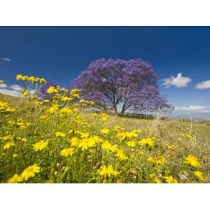  Jacaranda Tree in Bloom in a Field of Wildflowers 