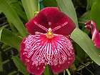 Orchid Growers Outlet items in Larrys Orchids and Tropicals store on 