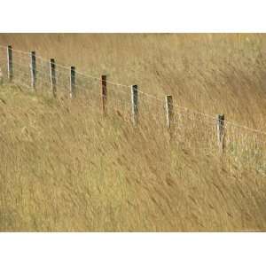  Fence Posts Through Reeds, Isle of Harris, Outer Hebrides 