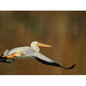 White Pelican Flying Over Lake, Santee Lakes Park, California, USA 