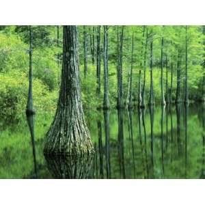  Bald Cypress, Apalachicola National Forest, Florida, USA 