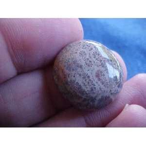  Gemqz S0514 Brown Agate Coral Cabochon Round Shape Nice 