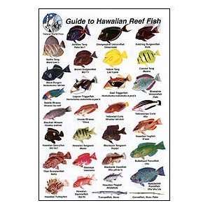  Fish Identification Cards   Reef Fish   Hawaii and the 