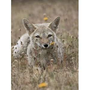  Gray Fox (Patagonian Fox) (Pseudalopex Griseus), Torres 