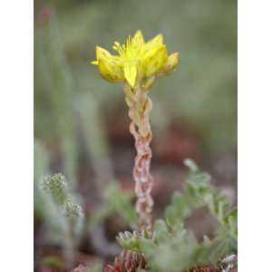 Wormleaf Stonecrop, Weston Pass, Pike and San Isabel National Forest 
