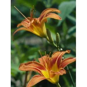 View of a Tiger Lily National Geographic Collection Photographic 
