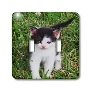 com Rebecca Anne Grant Photography Animals Pets Cats Kittens   Black 