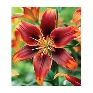  Asiatic Lily Forever Susan 1 bulb Patio, Lawn & Garden