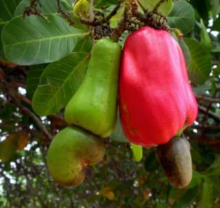  PLANT GENUINE CASHEW NUT TREE Seedling Anacardium occidentale Fruit 