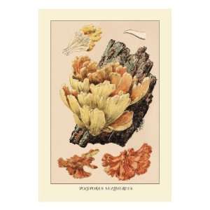   Polyporus Sulphureus by William Hamilton Gibson, 18x24