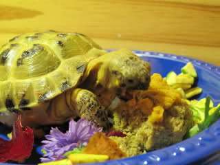 Mazuri Tortoise Diet Food 6 lbs  ON   