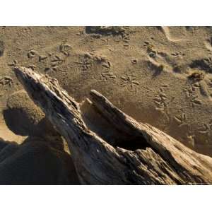  Driftwood on the Beach with Bird Footprints in the Sand 