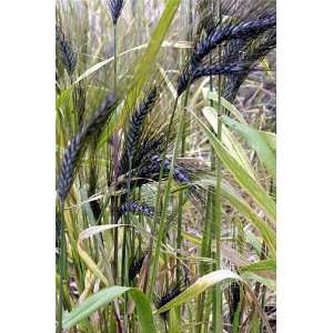   Ethiopian Wheat 10 Seeds  Ornamental & Edible Patio, Lawn & Garden