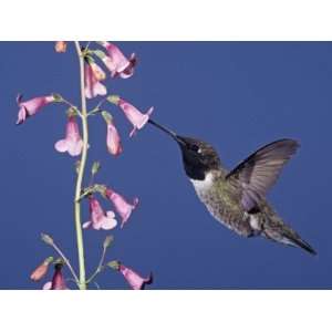  Male Black Chinned Hummingbird, Archilochus Alexandri, Feeding 