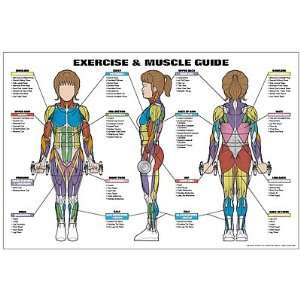  Exercise and Muscle Guide (Female)