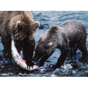 Mother and Two Year Old Grizzly Bear Cub Eating Fish in Stream 