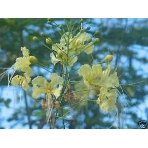  Caesalpinia pulcherrima CREAM Bird of Paradiise 25 seed 