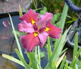 S003 50 Flower Seeds Iris Germanica Bearded Irises German Iris Red 