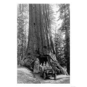  View of a Loaded Model T Ford under Wawona Tree   Redwood 