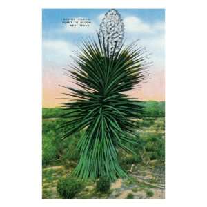 Texas   View of a Yucca Cactus in Bloom in West Texas, c.1943 Premium 