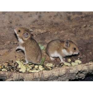  Close Up of Two Golden Hamsters (Mesocricetus Auratus 