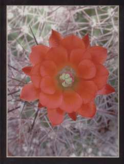 Claret Cup Cactus Flower by RD Images  
