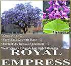 Kiri Princess Foxglove Empress Tree Seeds FRESH BONSAI 