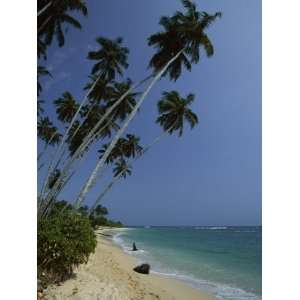 Palm Trees and Sandy Beach on the South Coast, Unawatuna, Sri Lanka 