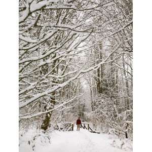 Trail and Hiker in Winter, Tiger Mountain State Forest, Washington 