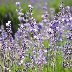  Eternal Lavender fragrance oil 