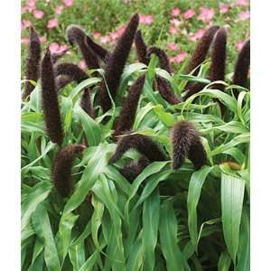  Millet, Ornamental, Jade Princess 1 Pkt. (10 seeds 