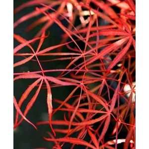  Red Spider Japanese Maple 1   Year Graft Patio, Lawn 
