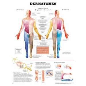  Massage Therapy Supplies Dermatomes Laminated Chart 